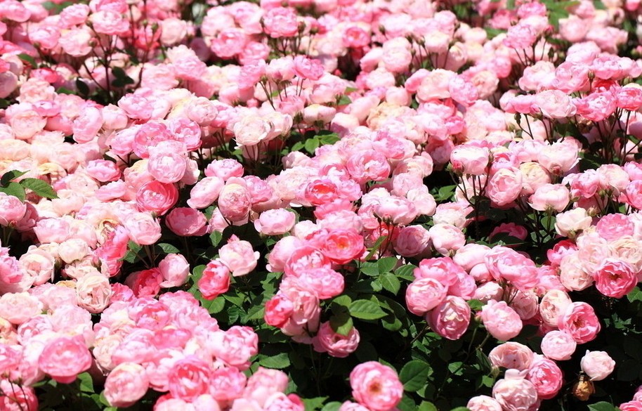 青岛最常见花卉，你见过几种？